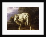 A Ram in a Wooded Landscape by Jan Baptist Weenix