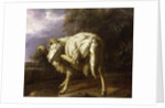 A Ram in a Wooded Landscape by Jan Baptist Weenix
