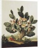 Still life of a cactus by Albert van der Eeckhout