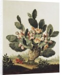 Still life of a cactus by Albert van der Eeckhout