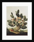 Still life of a cactus by Albert van der Eeckhout