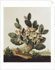 Still life of a cactus by Albert van der Eeckhout