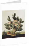 Still life of a cactus by Albert van der Eeckhout