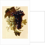 Bunches of Green and Red Grapes suspended from a Rope, c.1796 by Joseph-Laurent Malaine