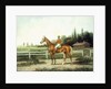 A Chestnut Racehorse with Jockey Up on a Training Track with Stables Beyond by Henry H. Cross