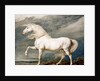 Adonis, King George III's Favourite Charger by James Ward