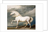 Adonis, King George III's Favourite Charger by James Ward