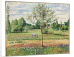 Meadow with Grey Horse, Eragny, 1893 by Camille Pissarro