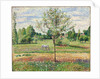 Meadow with Grey Horse, Eragny, 1893 by Camille Pissarro