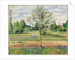 Meadow with Grey Horse, Eragny, 1893 by Camille Pissarro