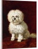 A Poodle by Henriette Ronner-Knip
