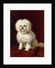 A Poodle by Henriette Ronner-Knip