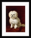 A Poodle by Henriette Ronner-Knip