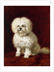 A Poodle by Henriette Ronner-Knip
