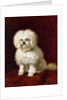 A Poodle by Henriette Ronner-Knip