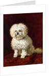 A Poodle by Henriette Ronner-Knip