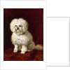 A Poodle by Henriette Ronner-Knip