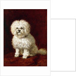 A Poodle by Henriette Ronner-Knip