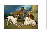 Whippets and a King Spaniel, 1837 by Edmund Jr Havell