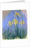 The Yellow Irises, c.1918-25 by Claude Monet