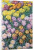 Chrysanthemums Massif, 1897 by Claude Monet