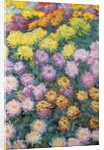 Chrysanthemums Massif, 1897 by Claude Monet