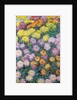 Chrysanthemums Massif, 1897 by Claude Monet