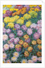 Chrysanthemums Massif, 1897 by Claude Monet