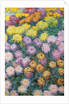 Chrysanthemums Massif, 1897 by Claude Monet