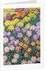 Chrysanthemums Massif, 1897 by Claude Monet