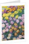 Chrysanthemums Massif, 1897 by Claude Monet