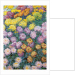 Chrysanthemums Massif, 1897 by Claude Monet