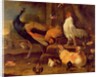 Poultry, c.1670 by Melchior de Hondecoeter