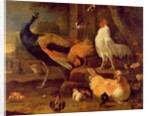 Poultry, c.1670 by Melchior de Hondecoeter