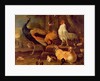 Poultry, c.1670 by Melchior de Hondecoeter