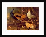 Poultry, c.1670 by Melchior de Hondecoeter
