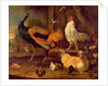 Poultry, c.1670 by Melchior de Hondecoeter