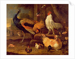 Poultry, c.1670 by Melchior de Hondecoeter