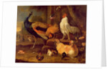 Poultry, c.1670 by Melchior de Hondecoeter