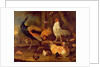 Poultry, c.1670 by Melchior de Hondecoeter