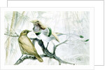 King Bird of Paradise, 1909 by Edward Adrian Wilson
