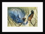 Blue-bird of Paradise, 1909 by Edward Adrian Wilson
