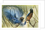 Blue-bird of Paradise, 1909 by Edward Adrian Wilson
