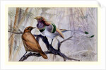King bird of paradise, 1909 by Edward Adrian Wilson