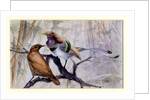 King bird of paradise, 1909 by Edward Adrian Wilson