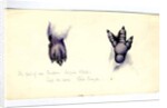 Two studies of the foot of an emperor penguin chick, 1901-04 by Edward Adrian Wilson