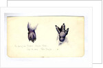 Two studies of the foot of an emperor penguin chick, 1901-04 by Edward Adrian Wilson