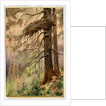 Goshawk's nest, 1898-99 by Edward Adrian Wilson