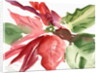 Poinsettia, 2003 by Claudia Hutchins-Puechavy
