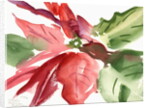 Poinsettia, 2003 by Claudia Hutchins-Puechavy